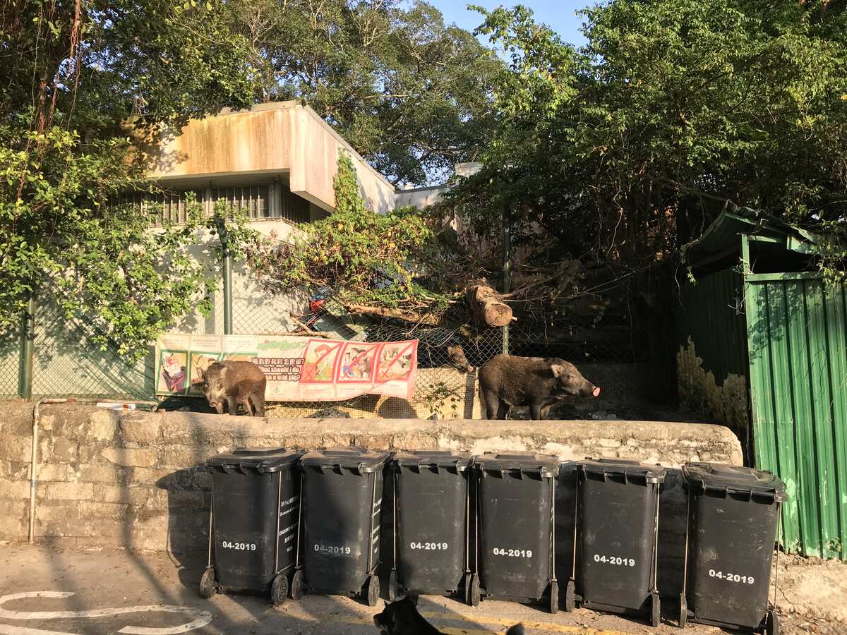 Wild boars scavenging for an extra weekend meal