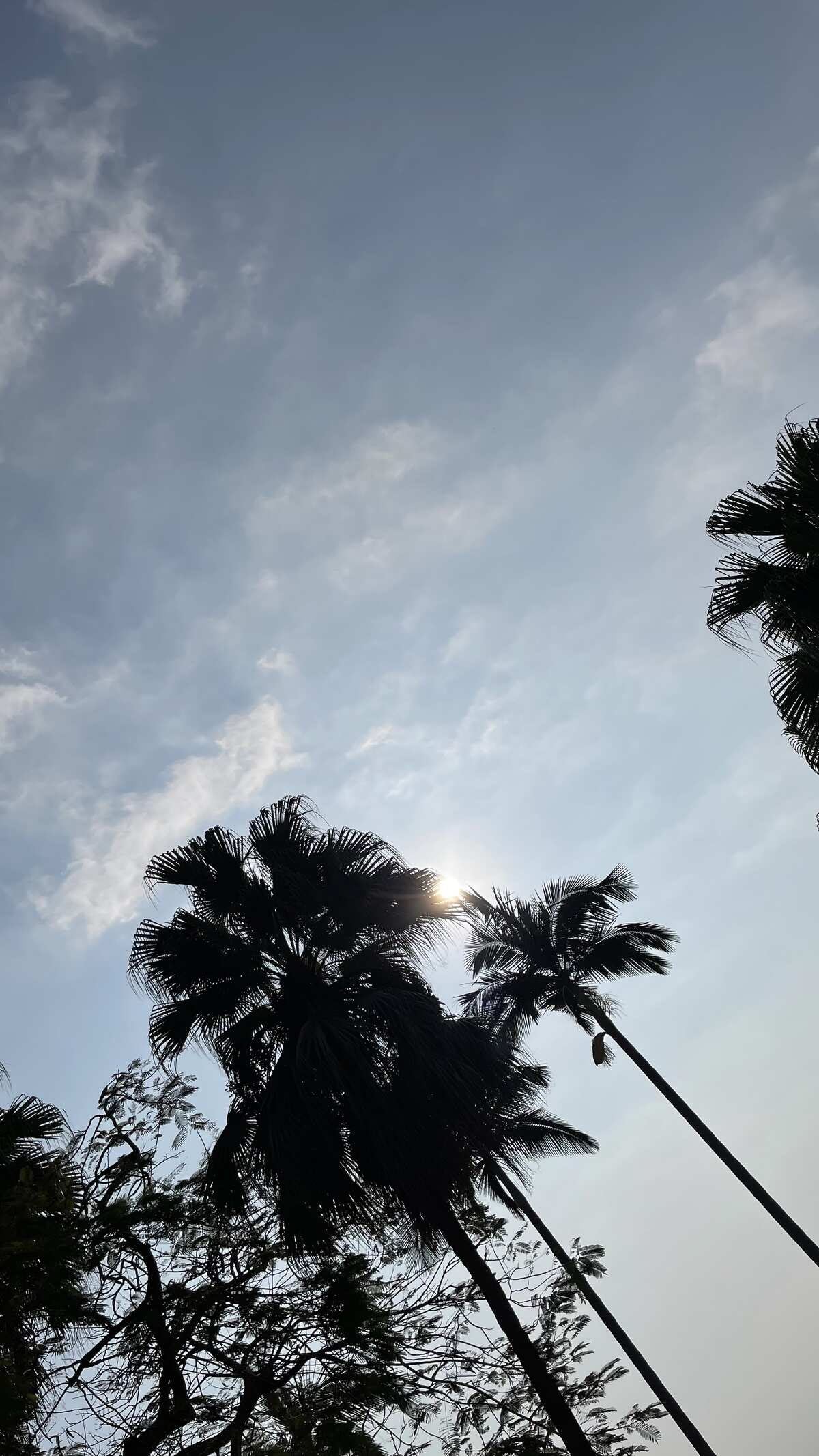 Palm trees in the sunny sky